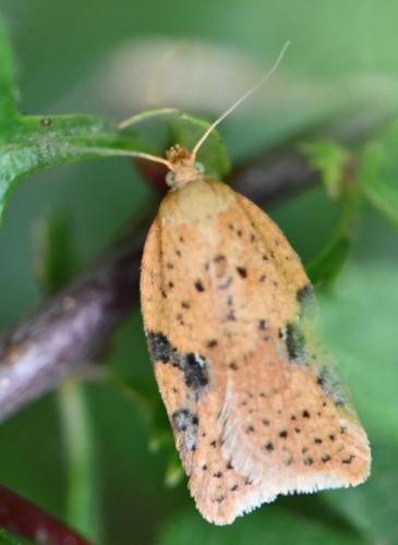 Réf. 293 658 : Acleris sp.